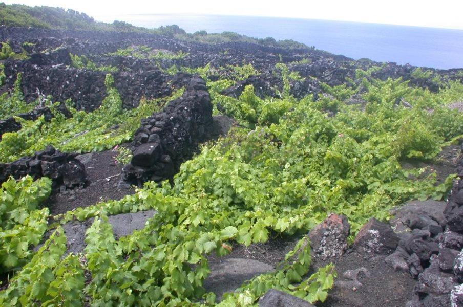 Baco'S Vineyard Βίλα Lajido Εξωτερικό φωτογραφία